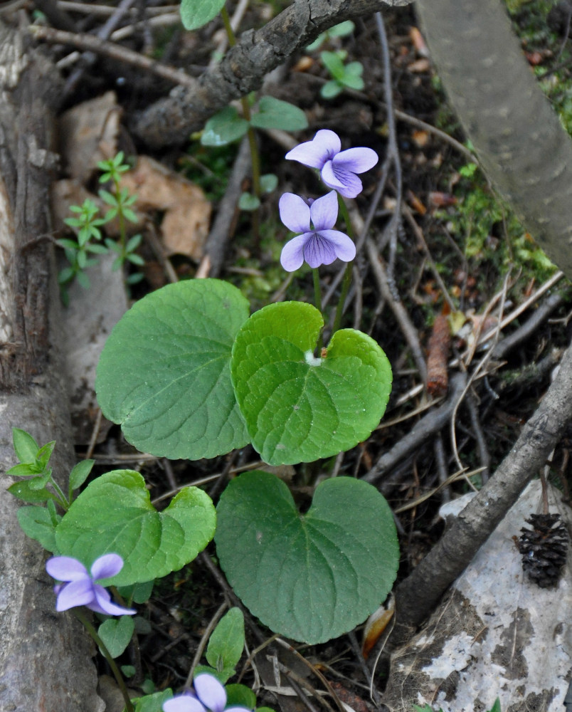 Image of Viola palustris specimen.