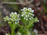 Cochlearia arctica