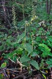 Epipactis helleborine. Плодоносящее растение. Московская обл., Дмитровский городской округ, долина р. Якоть, смешанный лес. 19.09.2020.