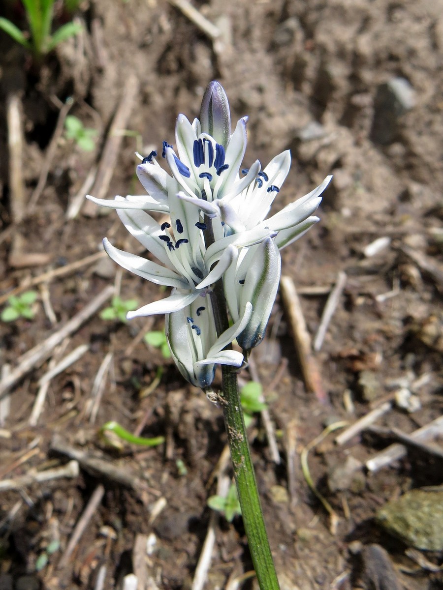 Image of Scilla puschkinioides specimen.