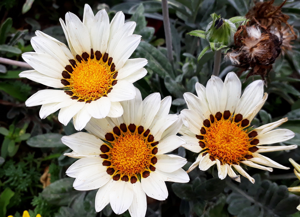 Image of Gazania &times; hybrida specimen.