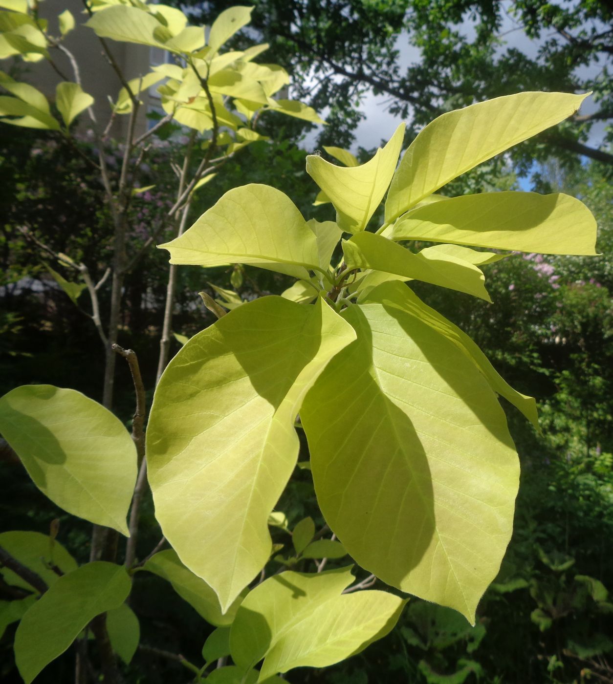 Изображение особи род Magnolia.