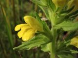 Parentucellia viscosa. Цветок и прицветный лист. Нидерланды, провинция Groningen, община Hoogezand-Sappemeer, окр. деревни Kropswolde, Kropswolderbuitenpolder, сыроватый луг у обочины велосипедной дорожки. 8 июля 2008 г.