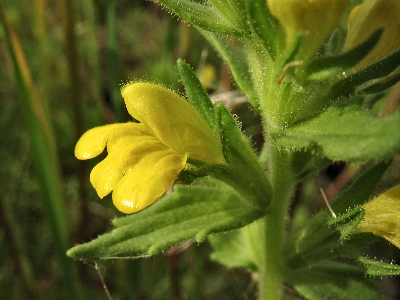 Image of Parentucellia viscosa specimen.