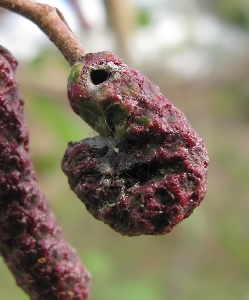 Изображение особи Alnus incana.