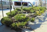 genus Juniperus. Взрослые растения с фруктификациями. Ростовская обл., г. Таганрог, в озеленении. 21.04.2021.