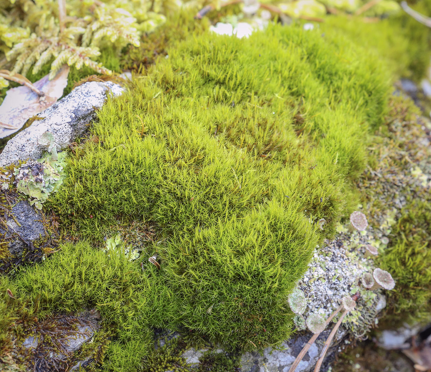 Изображение особи семейство Dicranaceae.