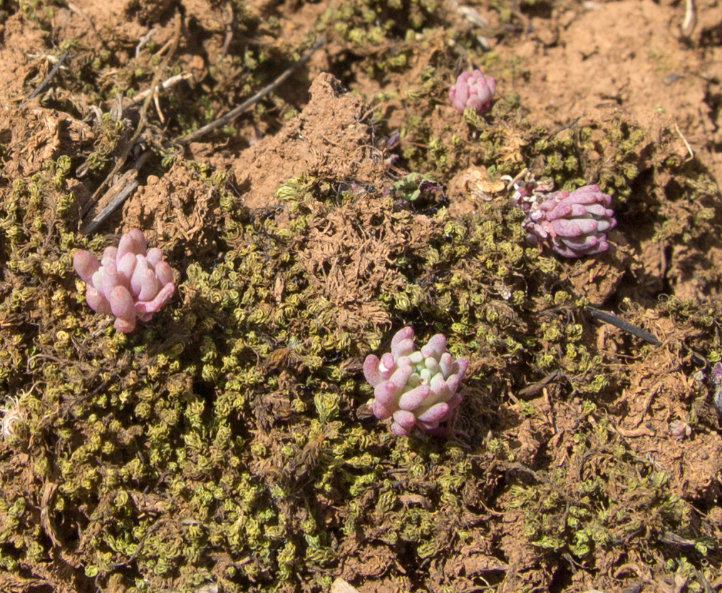 Изображение особи род Sedum.