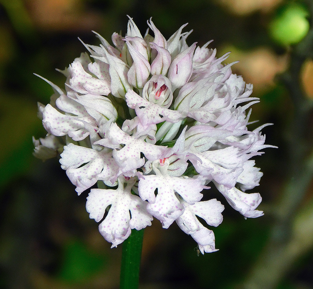Изображение особи Neotinea tridentata.