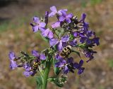 Hesperis pycnotricha