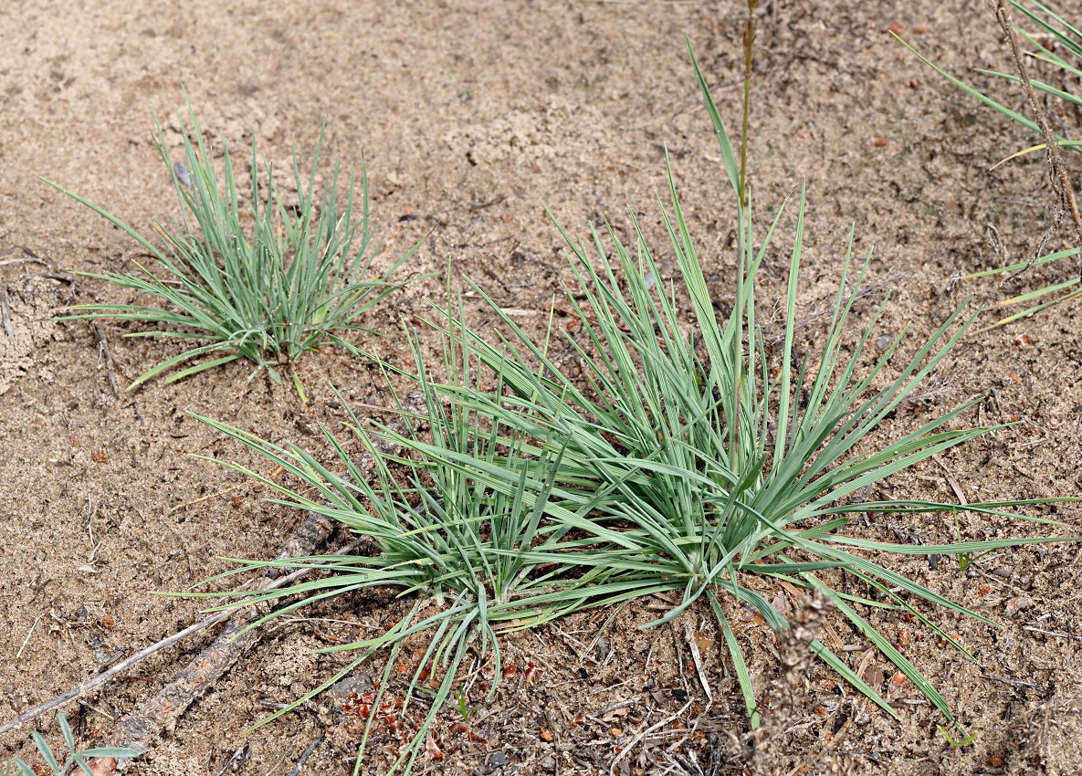 Изображение особи Koeleria glauca.