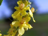 Verbascum lychnitis