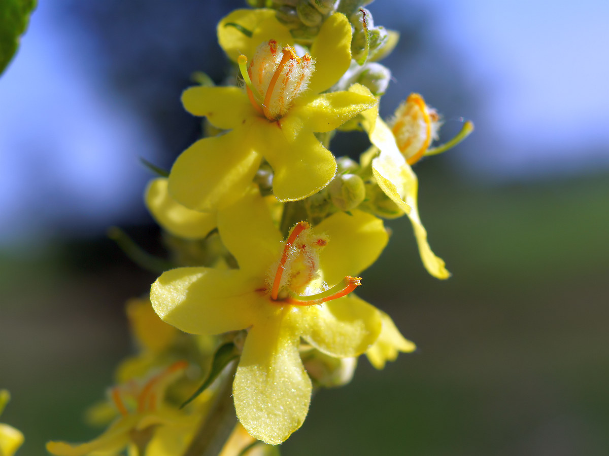 Image of Verbascum lychnitis specimen.