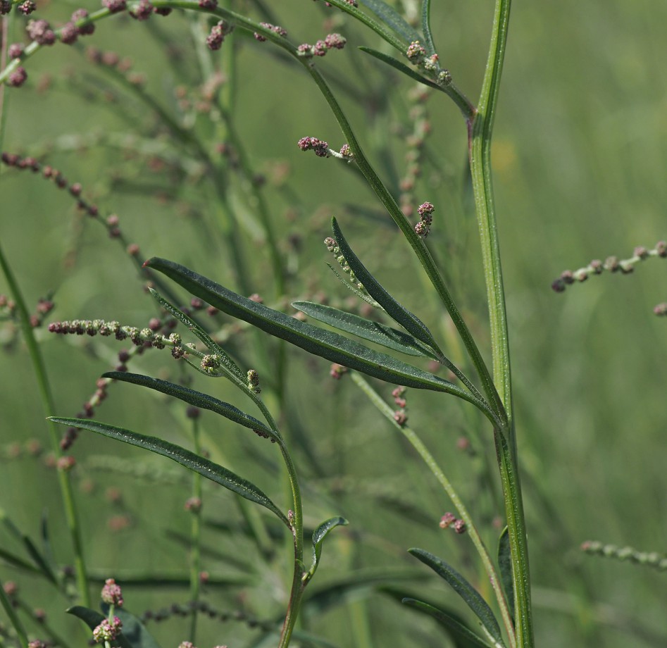 Изображение особи Atriplex patens.