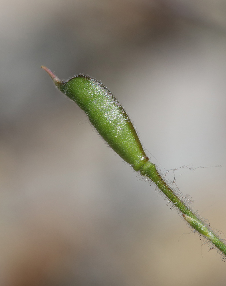 Image of Delphinium divaricatum specimen.