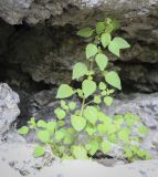 Parietaria micrantha