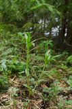 Gentiana pneumonanthe. Вегетирующее растение. Пермский край, Суксунский городской округ, окр. деревни Осинцово, вершина Вакутина камня. 12 июня 2021 г.