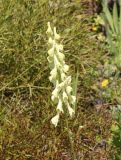 Aconitum barbatum