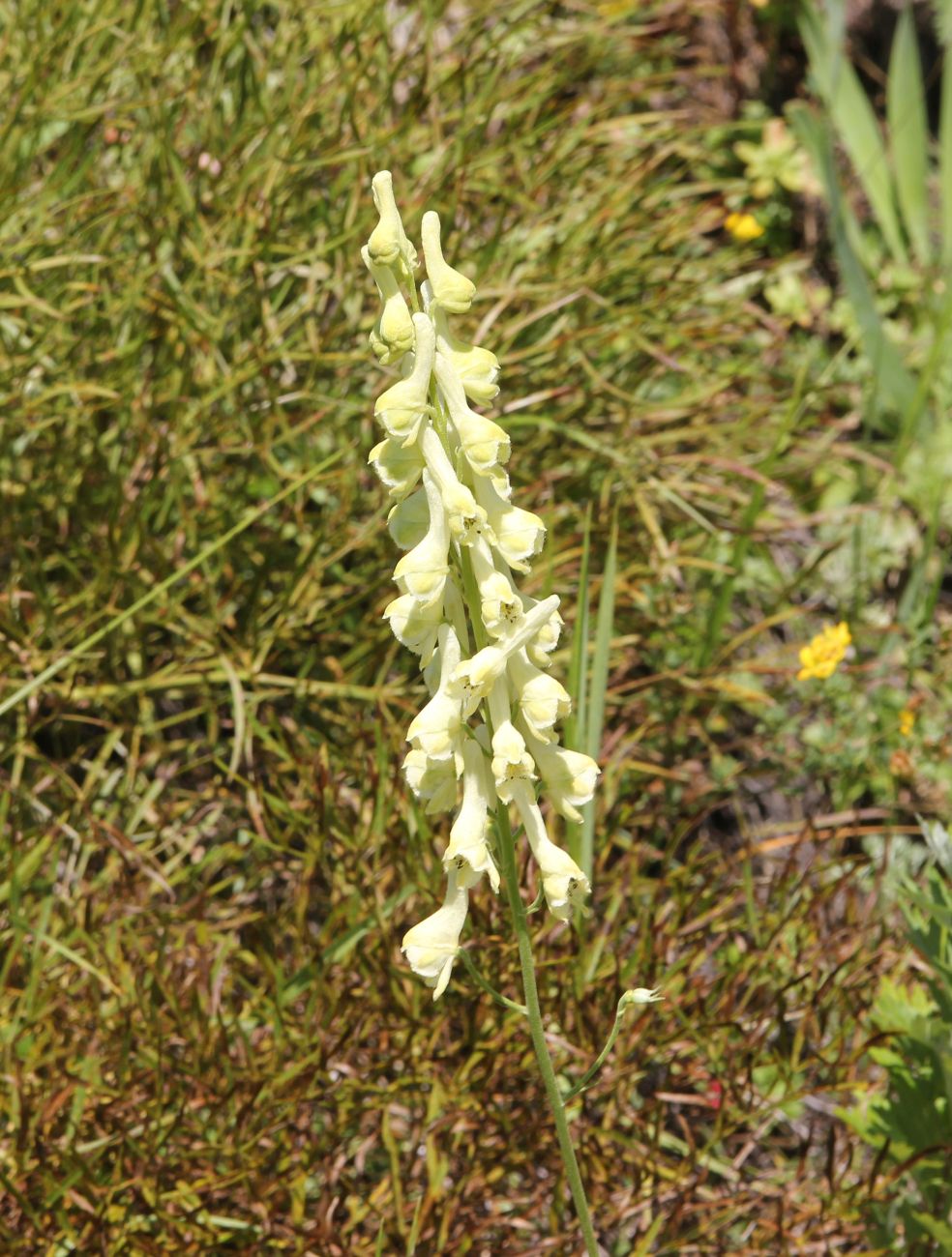 Изображение особи Aconitum barbatum.