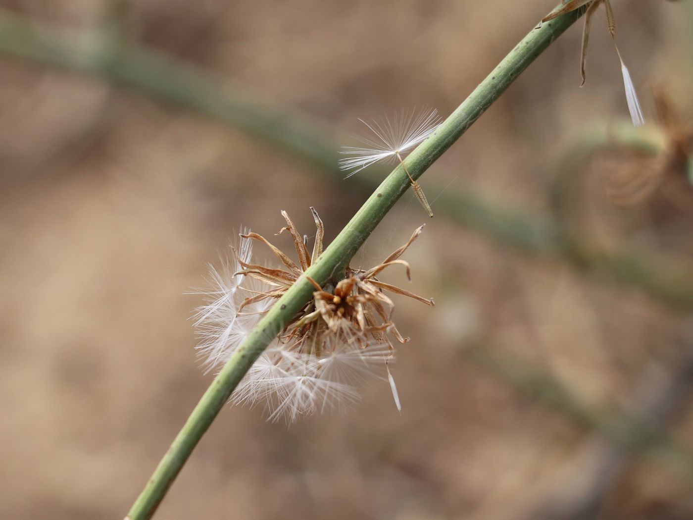 Изображение особи Chondrilla juncea.