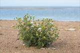 Senecio viscosus