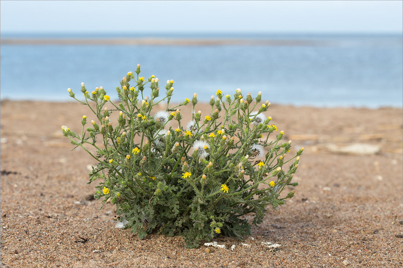 Изображение особи Senecio viscosus.