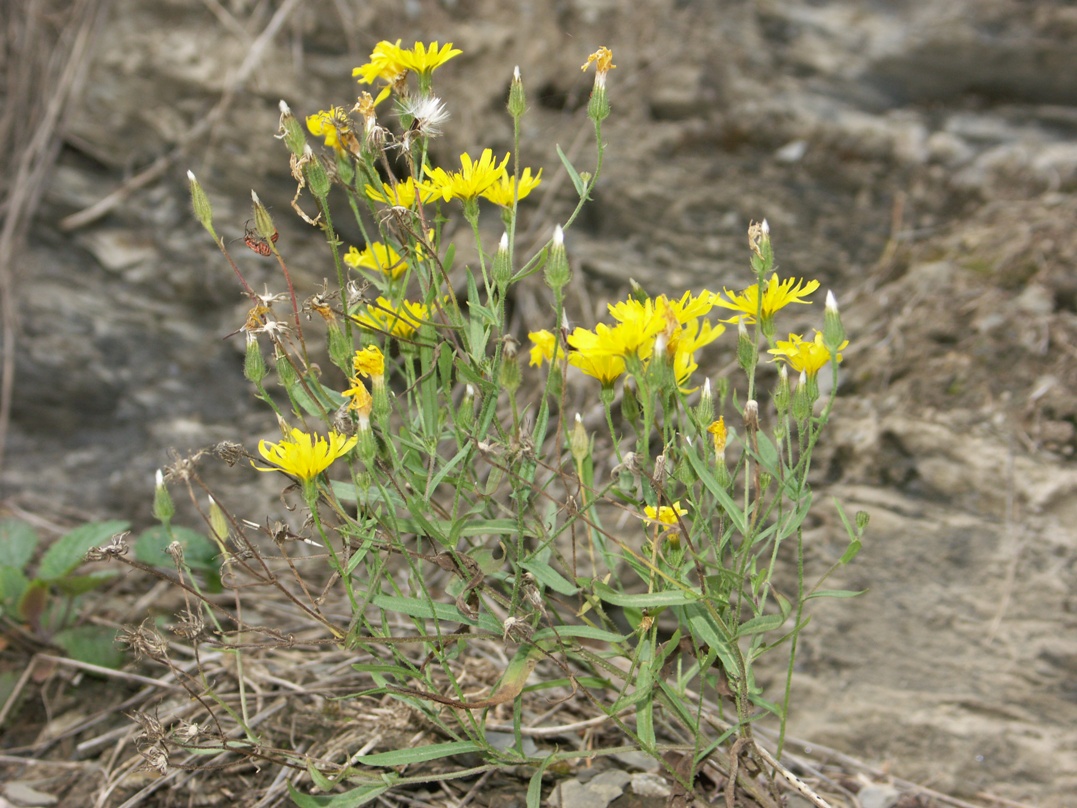 Изображение особи Crepis foliosa.