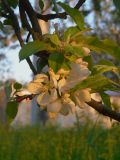 Malus domestica