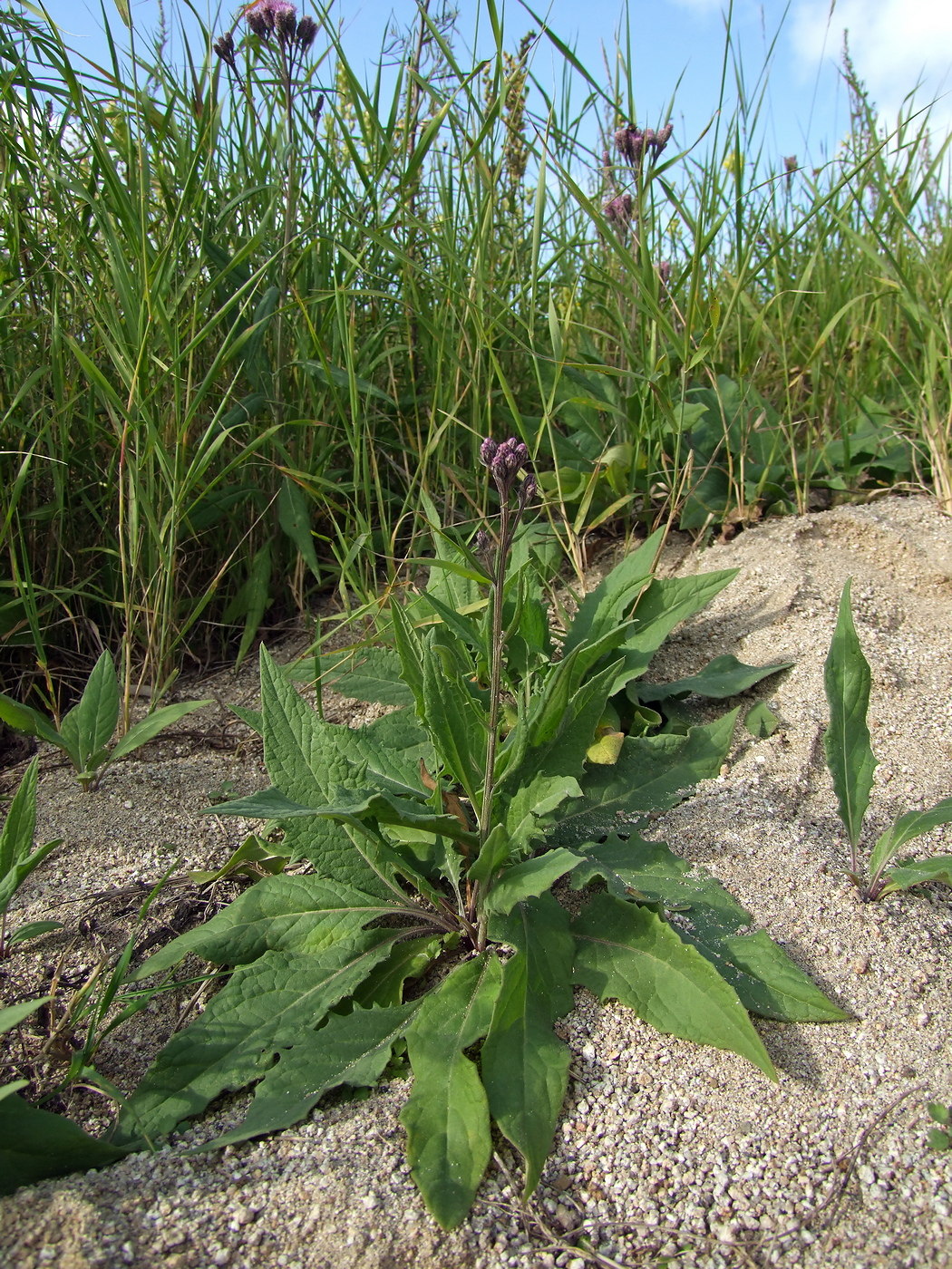 Изображение особи Saussurea amara.