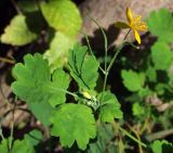 Chelidonium majus. Верхушка цветущего и плодоносящего побега. Магаданская обл., г. Магадан, заросли Duschekia fruticosa в палисаднике. 01.09.2021.