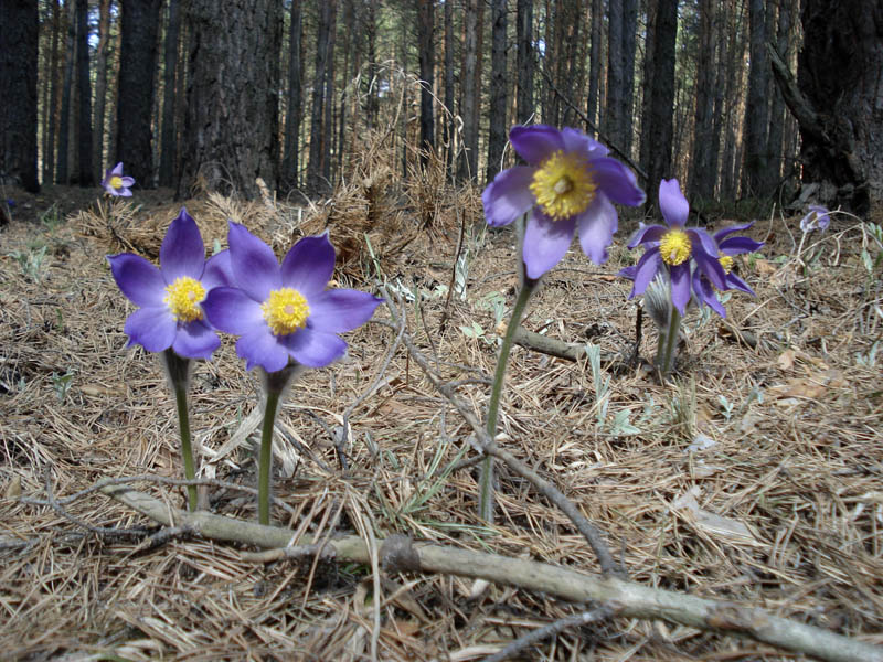 Изображение особи Pulsatilla patens.