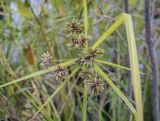 Cyperus eragrostis