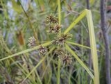 Cyperus eragrostis. Соплодие. Москва, Воробьёвы горы, Ботанический сад МГУ, пруд, в культуре. 01.09.2021.