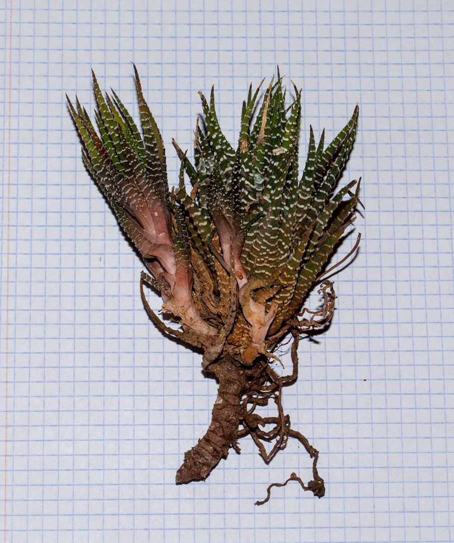 Image of Haworthiopsis attenuata specimen.