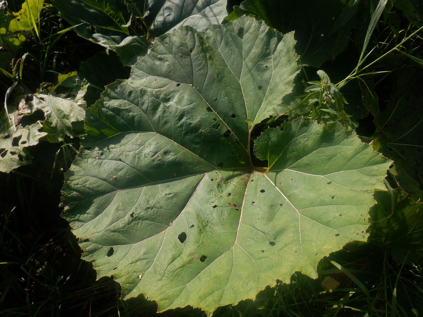 Изображение особи Petasites hybridus.