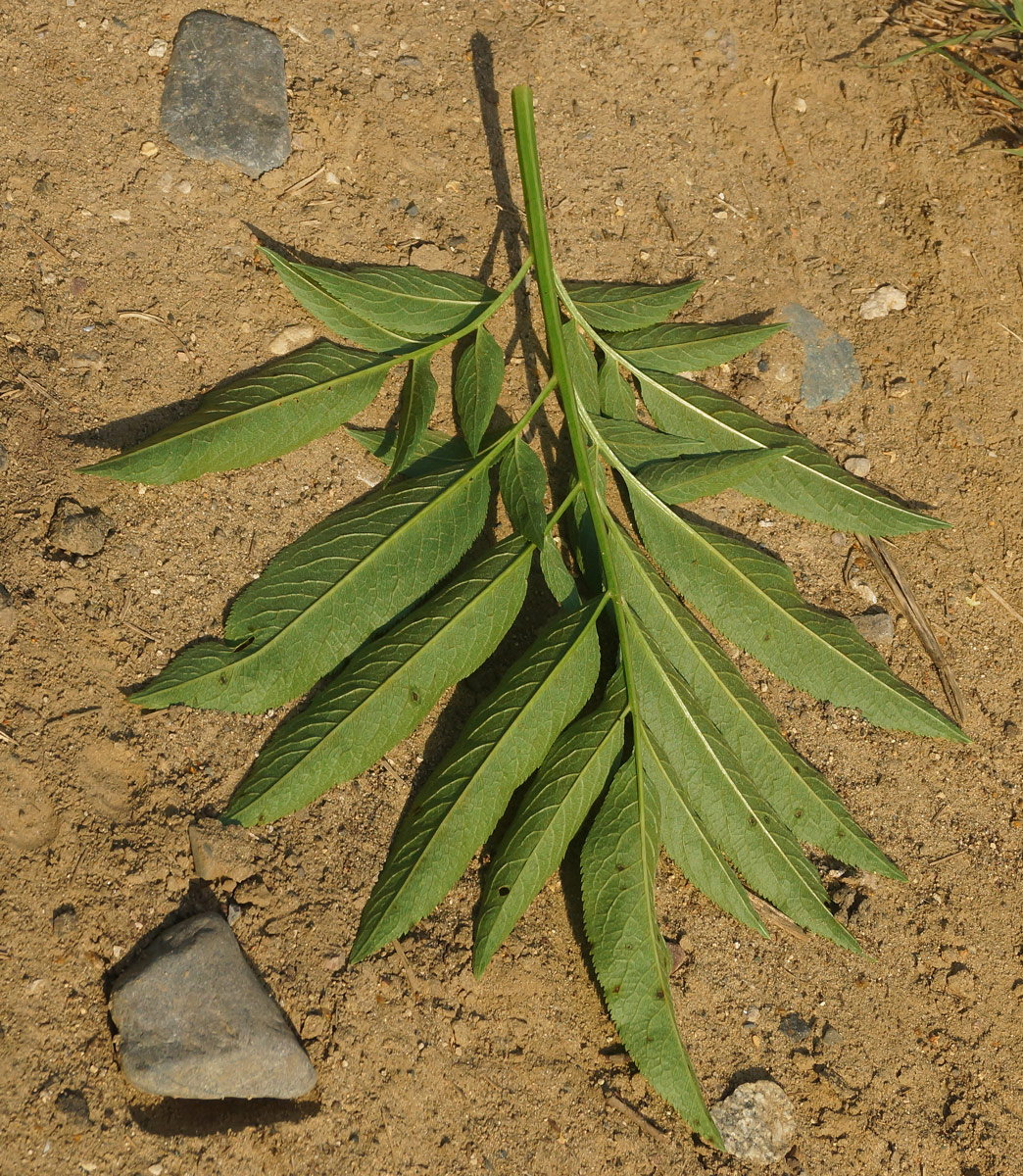 Image of Sambucus ebulus specimen.