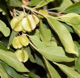 Combretum kraussii. Верхушка побега с созревающими плодами (вид на абаксиальрую поверхность листьев). Израиль, Иудейские горы, г. Иерусалим, ботанический сад университета. 05.08.2019.