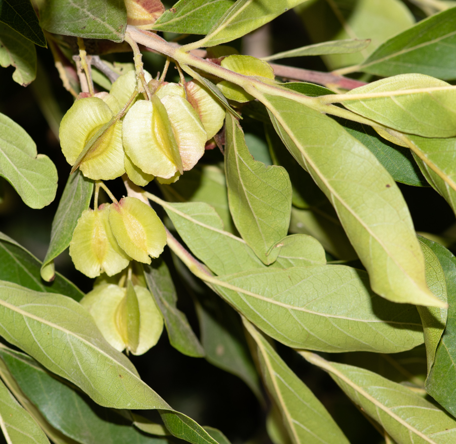 Изображение особи Combretum kraussii.