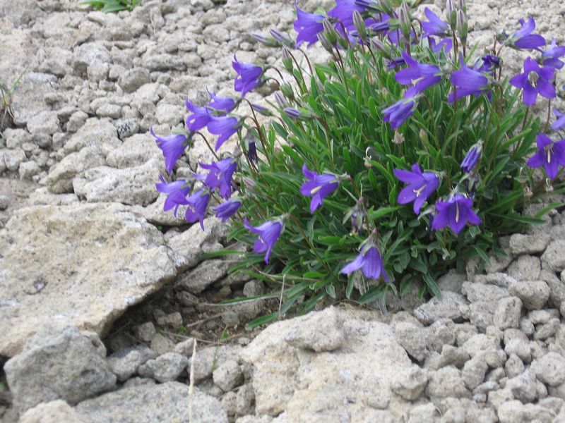 Изображение особи Campanula saxifraga.