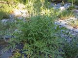 Heracleum freynianum