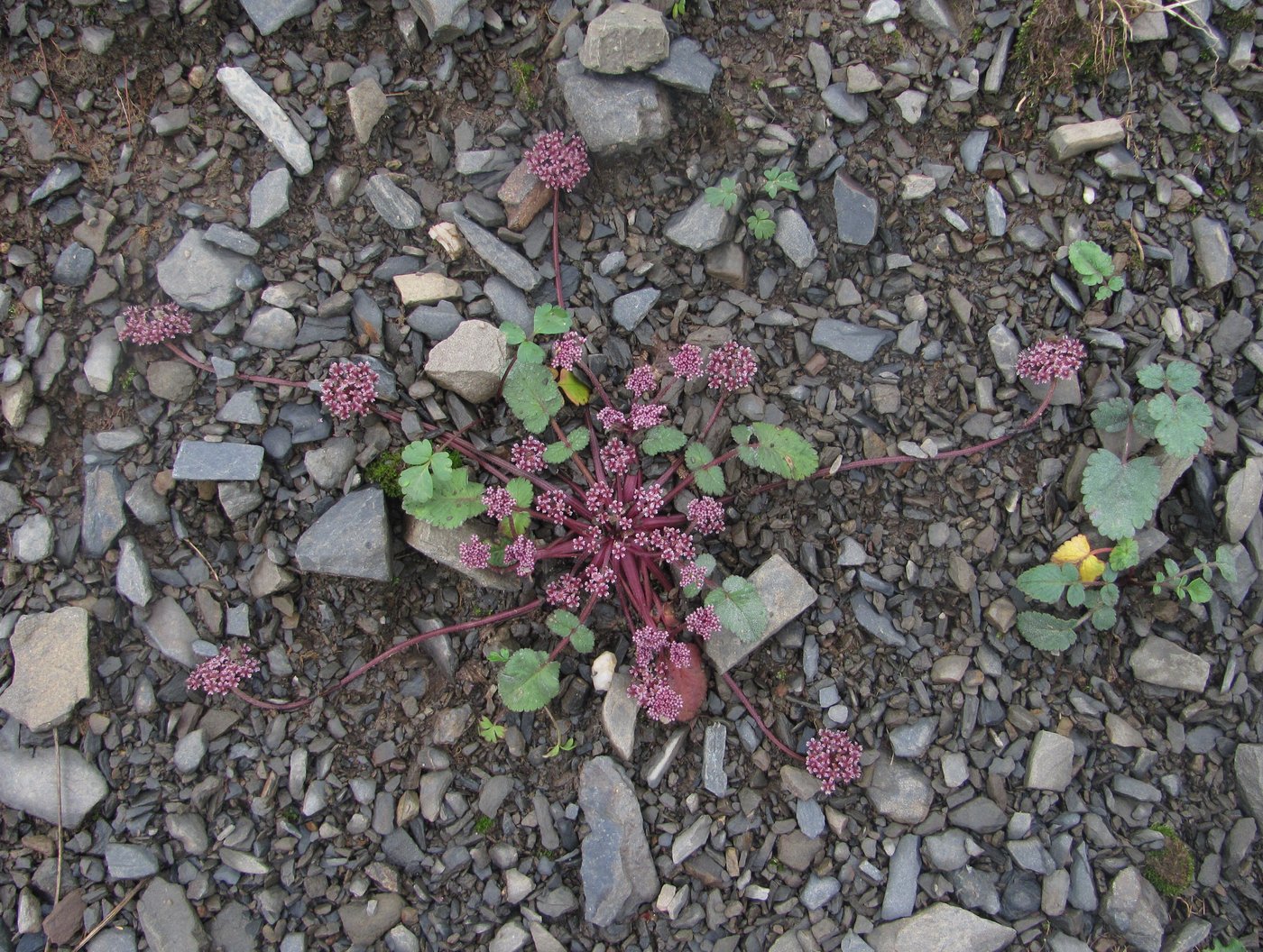 Изображение особи Symphyoloma graveolens.