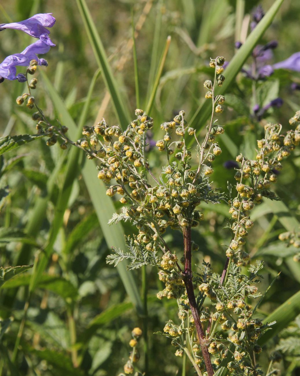 Image of Artemisia stechmanniana specimen.