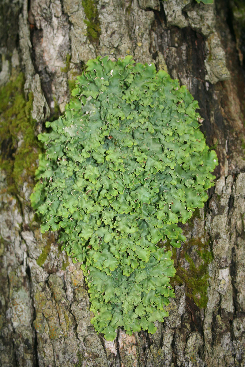 Image of Lobaria sublaevis specimen.