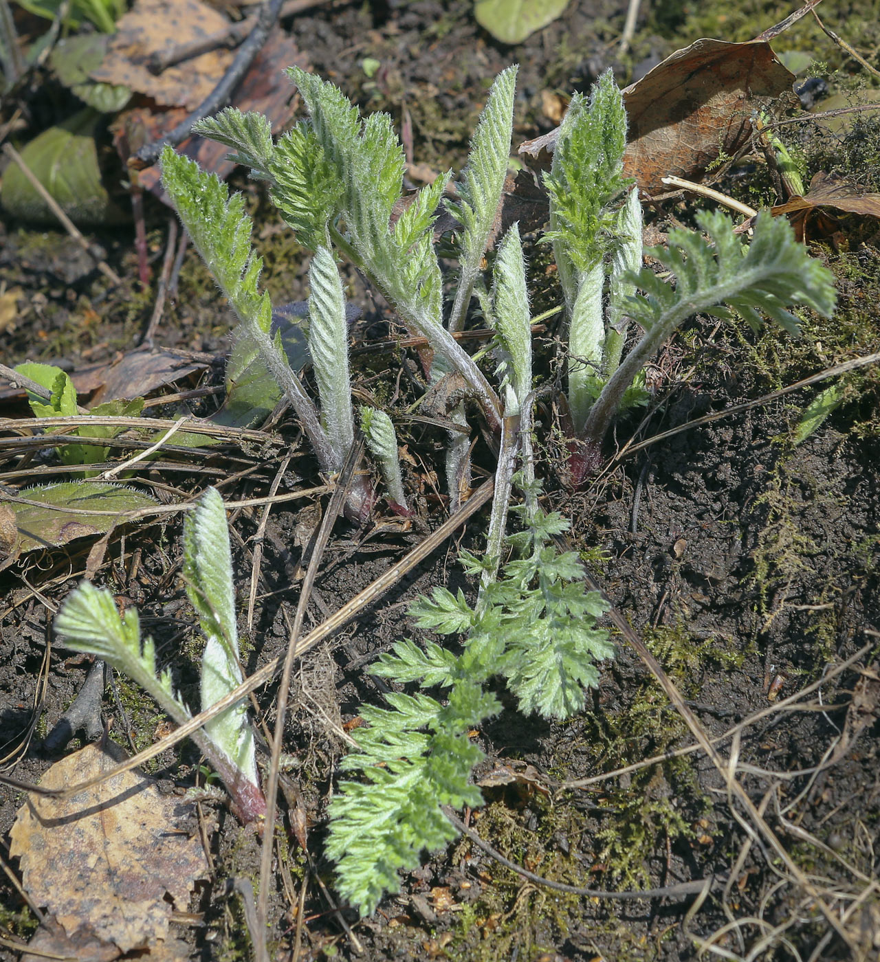 Image of Pyrethrum corymbosum specimen.