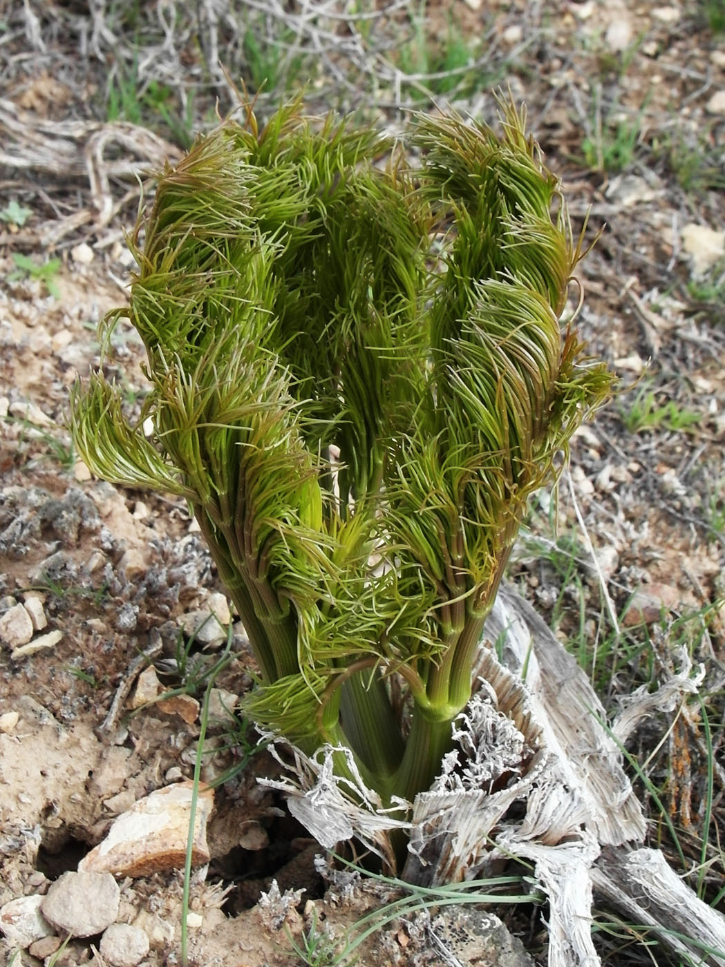 Изображение особи Ferula varia.