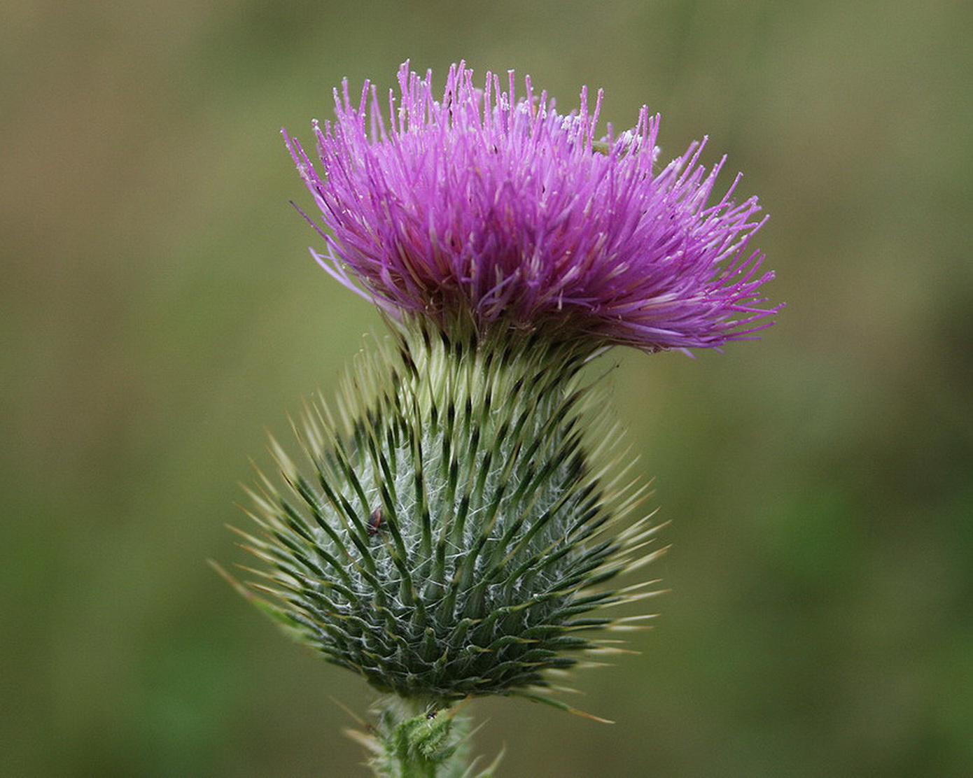 Image of Cirsium vulgare specimen.