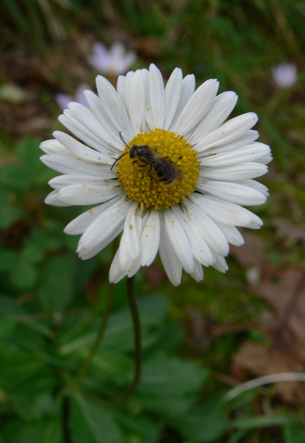 Image of Bellis sylvestris specimen.