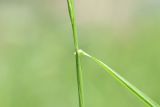 Festuca pratensis