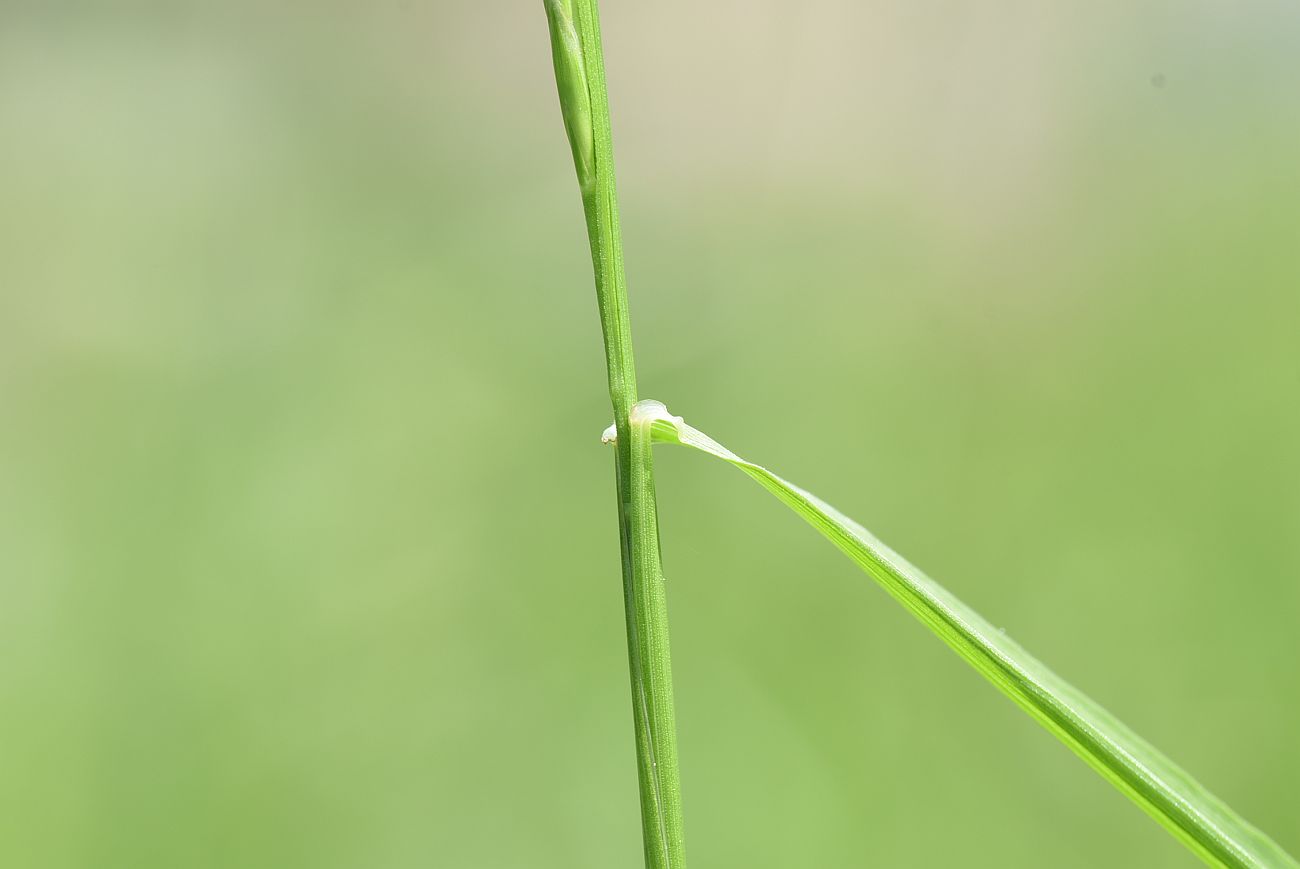 Изображение особи Festuca pratensis.