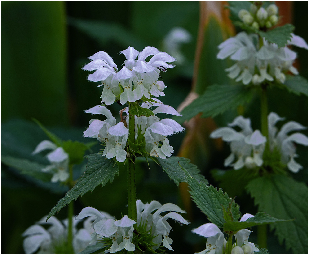 Изображение особи Lamium album.